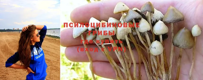 Галлюциногенные грибы Magic Shrooms  Олонец 